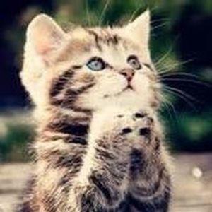 Meet your Posher, Diane